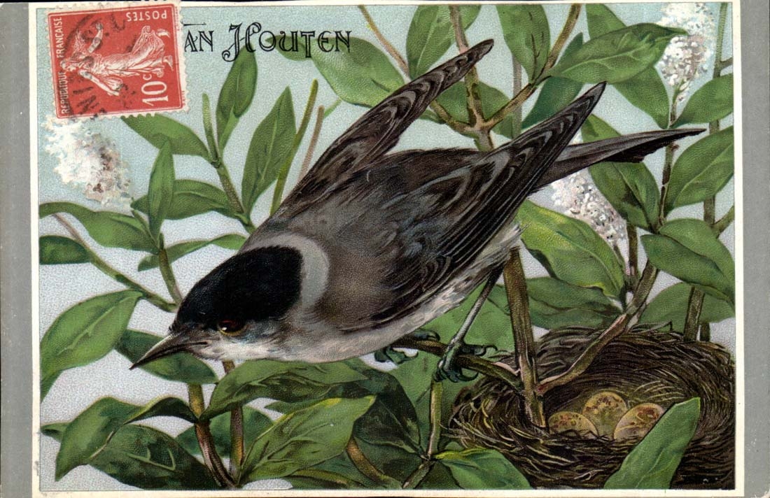 Oiseaux - La fauvette a Tete Noire - Le Cacoa Van Huten - CPA 