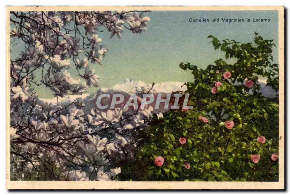 Suisse Camelien und Magnollen in Locarno