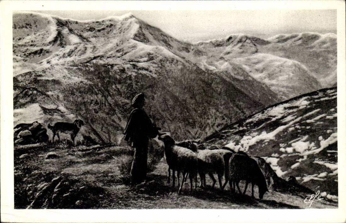 CPA Le sel du troupeau dans la haute montagne Pyrenees Moutons