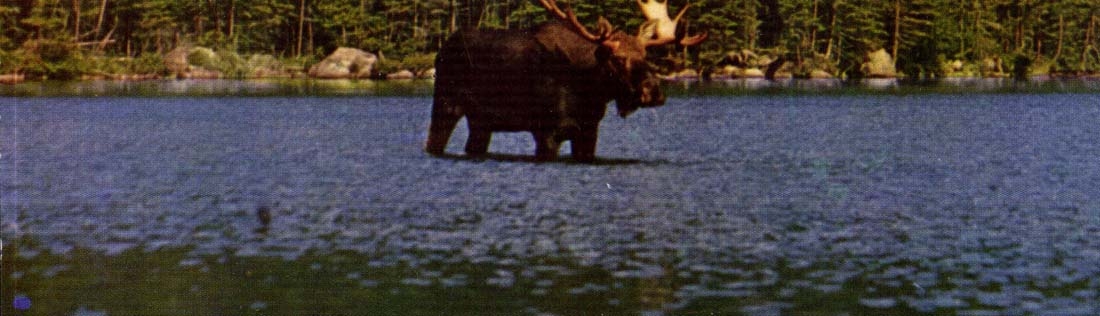 Mature Bull Moose in the Moosehead — Katahdin Area of Maine — Published by Bramley Color Company, Inc., Boston 15, Mass.