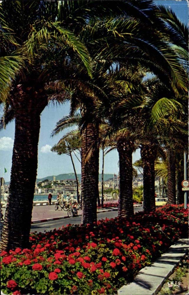 Cannes - Frebch Riviera - La Croisette - CPA 