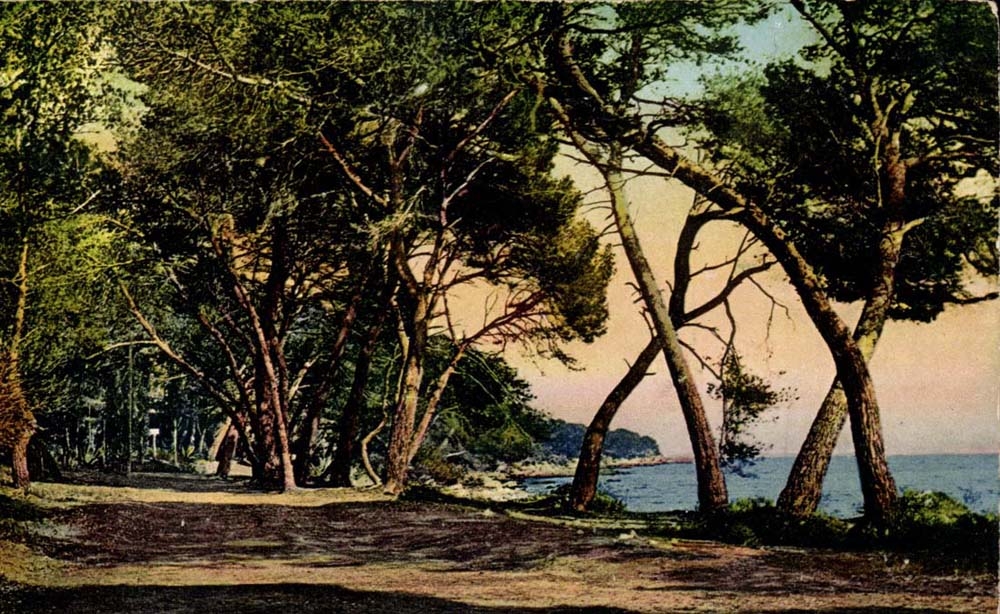 CPA Ile Sainte Marguerite Allee sous bois