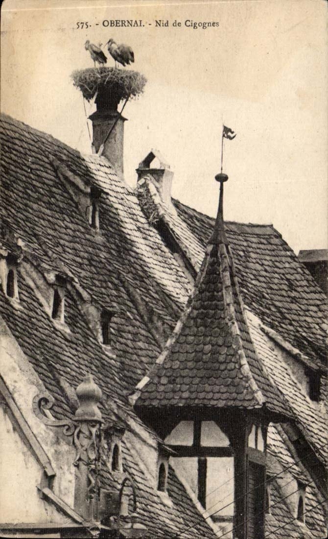 CPA Obernai Nid de cigognes