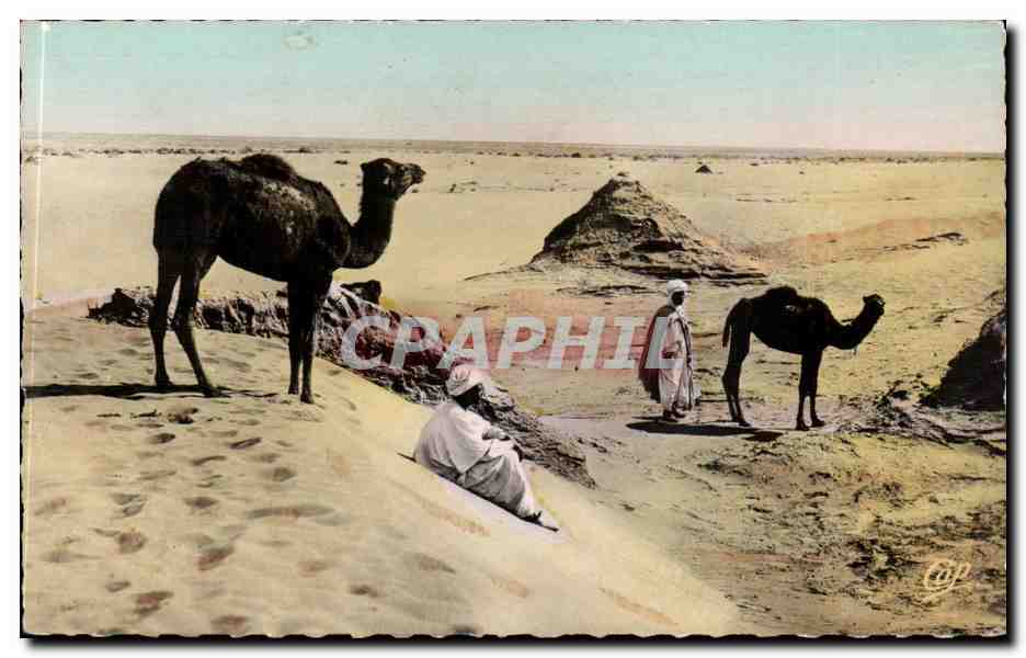 Afrique - Africa - Scenes et Types - Paysage Saharien au Desert - CPA 