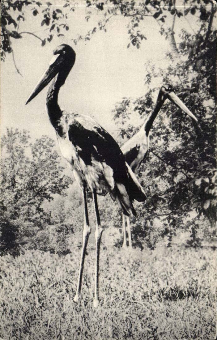 CPA Museum national d'histoire naturelle Parc zoologique du bois de Vincennes Un coup de Jabirus d'afrique