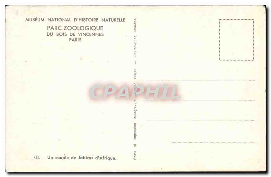 CPA Museum national d'histoire naturelle Parc zoologique du bois de Vincennes Un coup de Jabirus d'afrique — Rückseite
