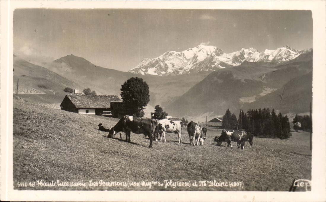 CPA Haute Luce Vaches dans les paturages