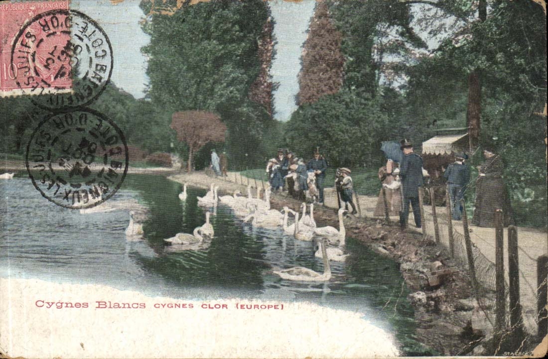 Cygnes Blancs Clor - Europe - Swans - CPA 