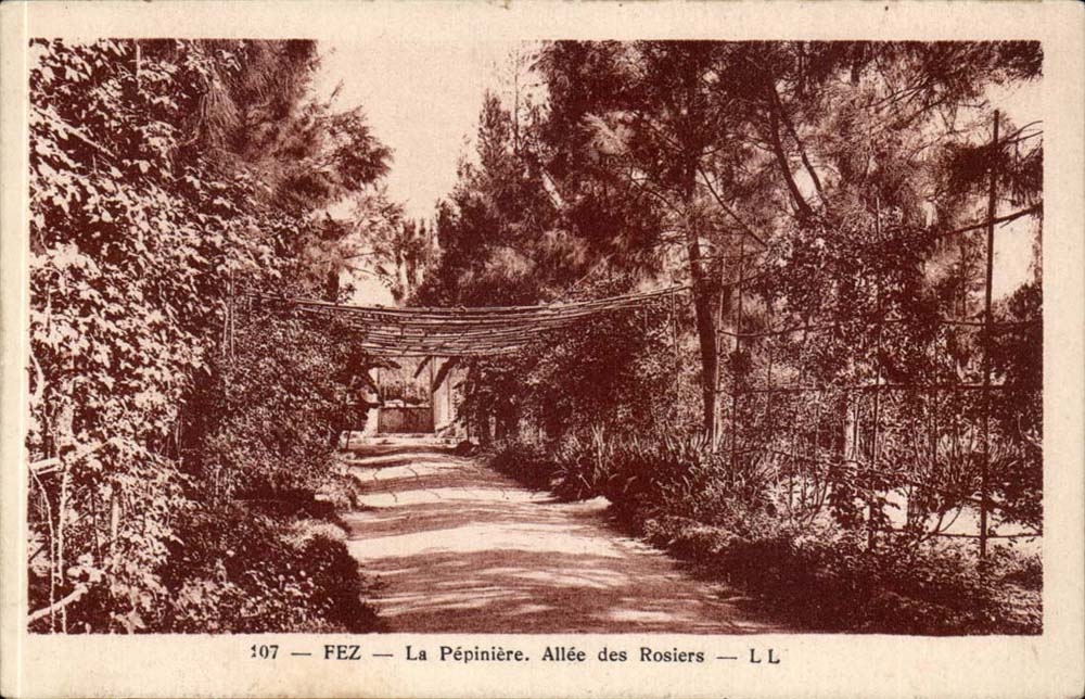 Afrique - Africa - Fez - Fes - Maroc - la Pepiniere Allee des Rosiers - CPA 