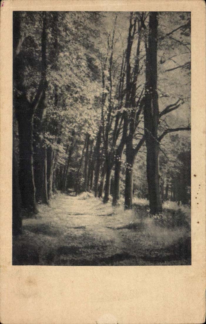CPA peinture Foret