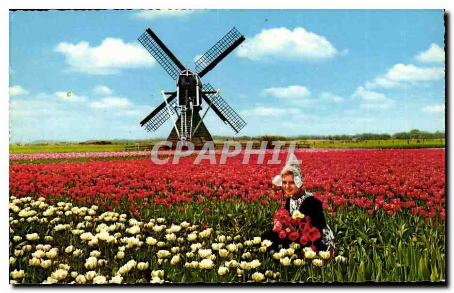 Paysage hollandais — Moulin à vent et champs de tulipes — éditeur MUVA, n° 901/17