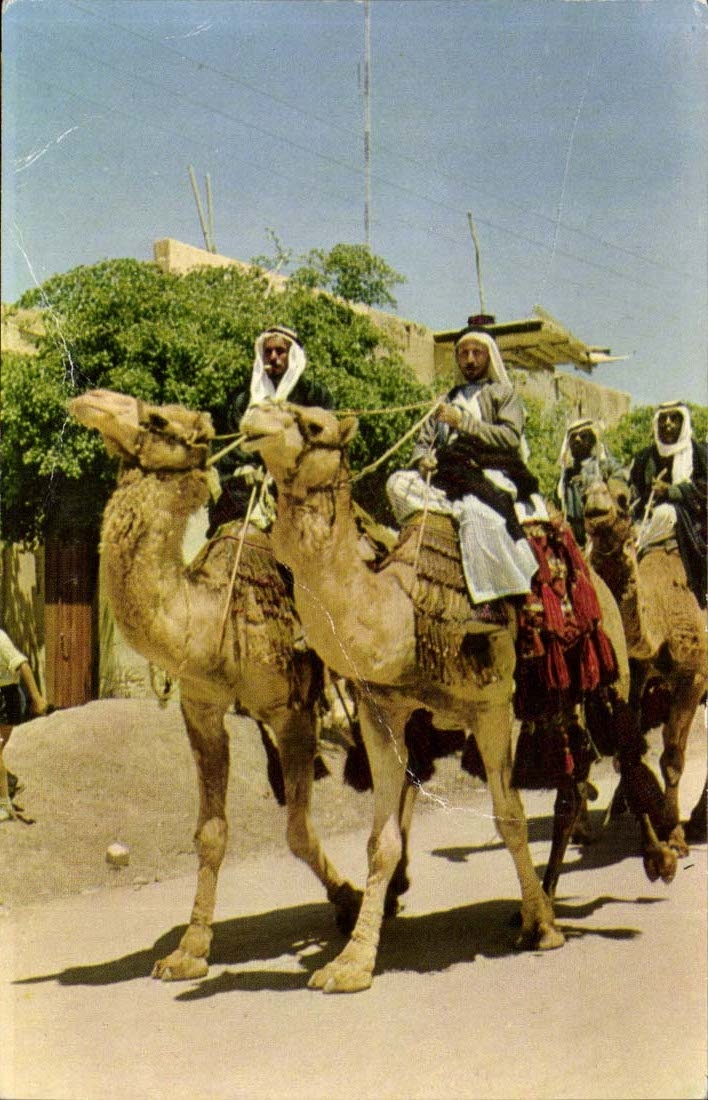 Beer Sheba Bedouins on camels Dromanaires Chameaux Israel