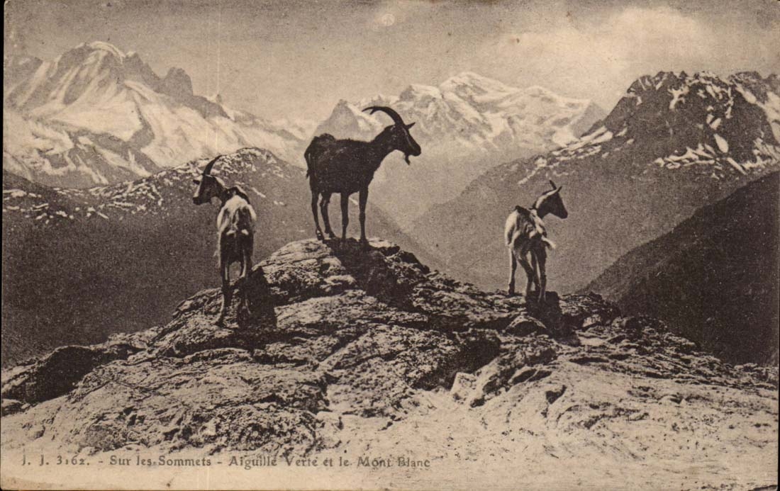 Sur les Sommets - Le Mont Blanc - Chevre - CPA