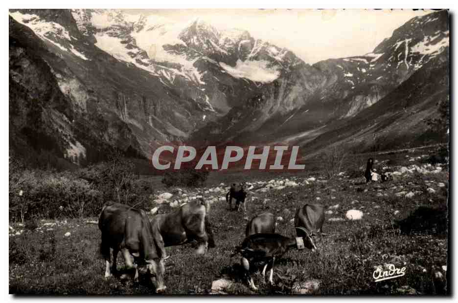 Patrurage en Haute Montagne - Les Vaches - Paysage Alpestres- CPA 