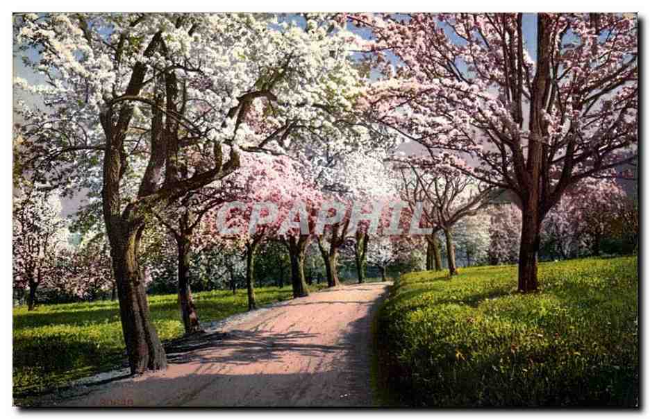 Arbres - Sunny tree lined path CPA 