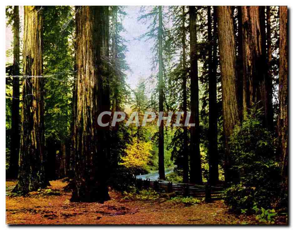 Forêts de séquoias — Muir Woods National Monument — éditeur Mike Roberts, Berkeley, Calif.