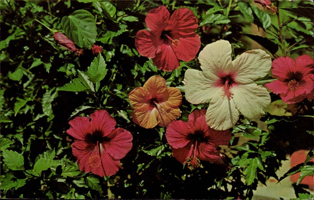 Fleurs Tropicales - Hibiscus — Guadeloupe Antilles Françaises — éditeur DEXTER PRESS, INC. n° 59 E 174