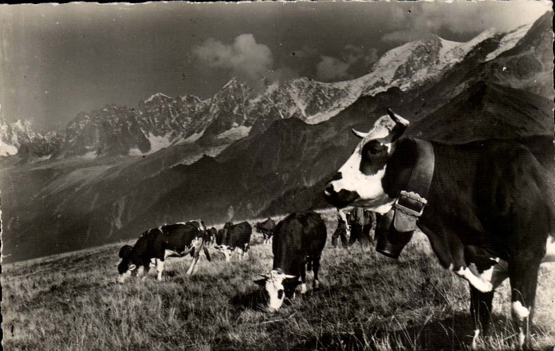 CPM La reine de l'alpage (vache)