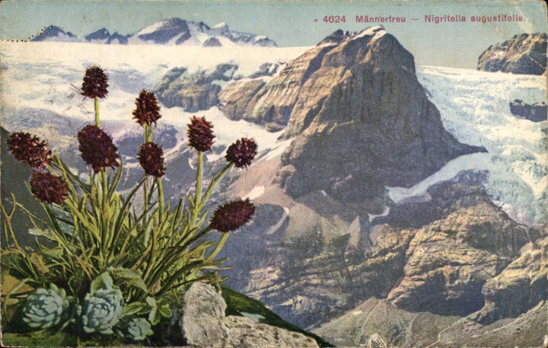 suisse CPA Mannerbreu Nigritella augustifolla
