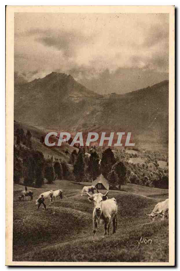 Pyrenees CPA Paturage sur la route du col d'Aubisque (vaches)