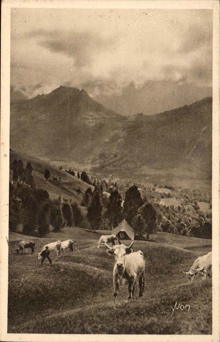 Pyrenees CPA Paturage sur la route du col d'Aubisque (vaches)