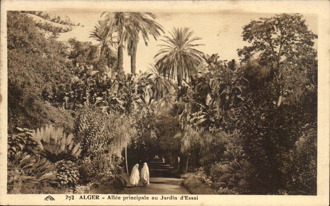 Algéro - Allée principale au Jardin d'Essai — n° 272