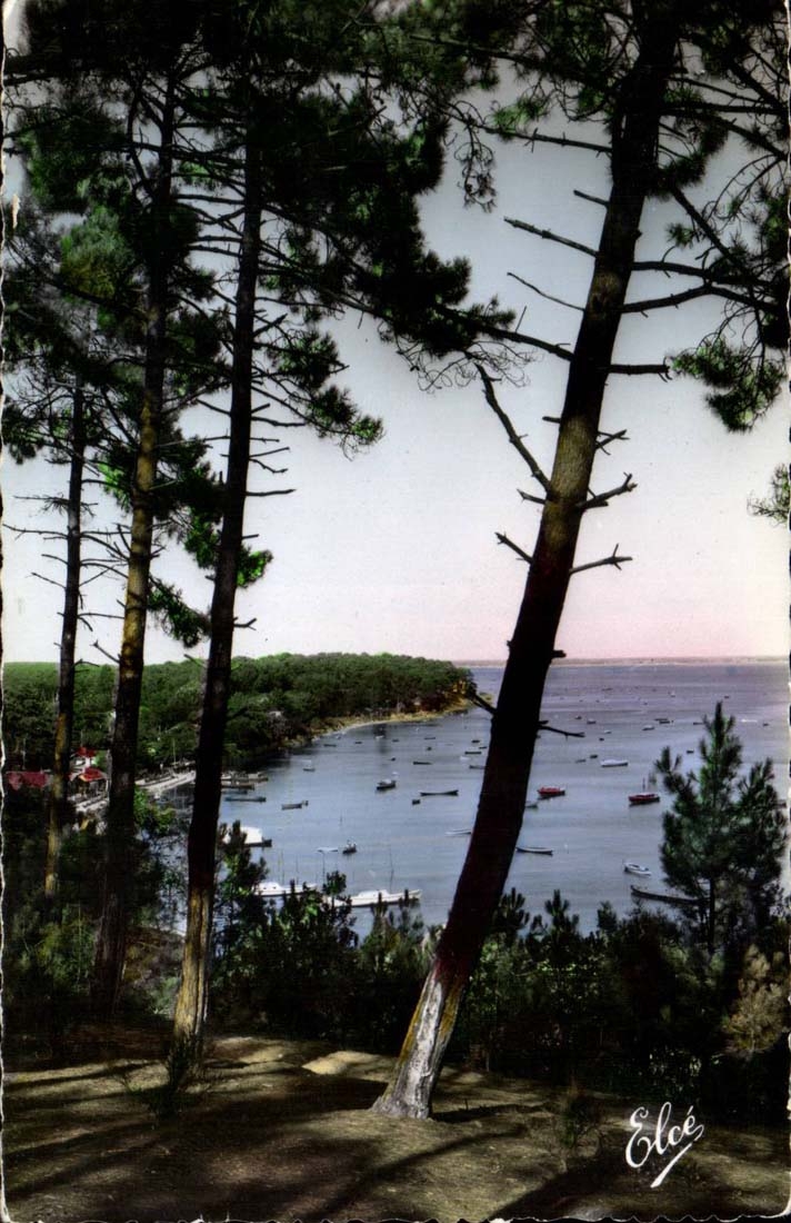 Bassin d'Arcachon — Vue à travers les Pins — L. Chatagneau, Bordeaux