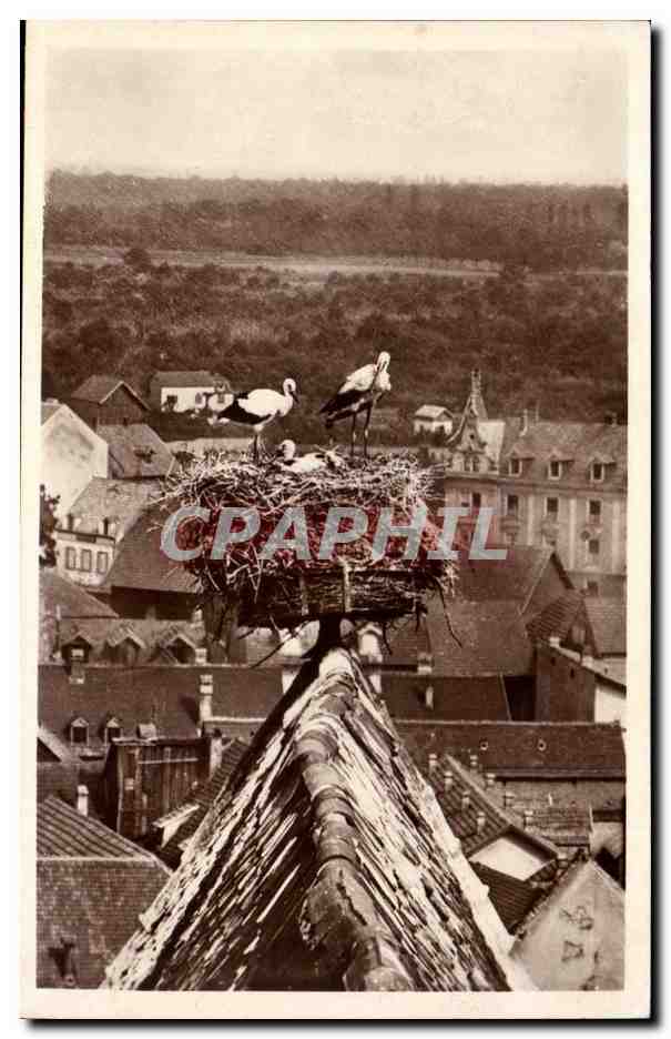 CPA Cigognes d'Alsace Eglise de l'ancien hopital de Colmar