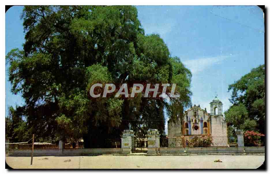 CPM Mexique mexico Templo y arbor de SAnta Mal del Tule Oaxaca