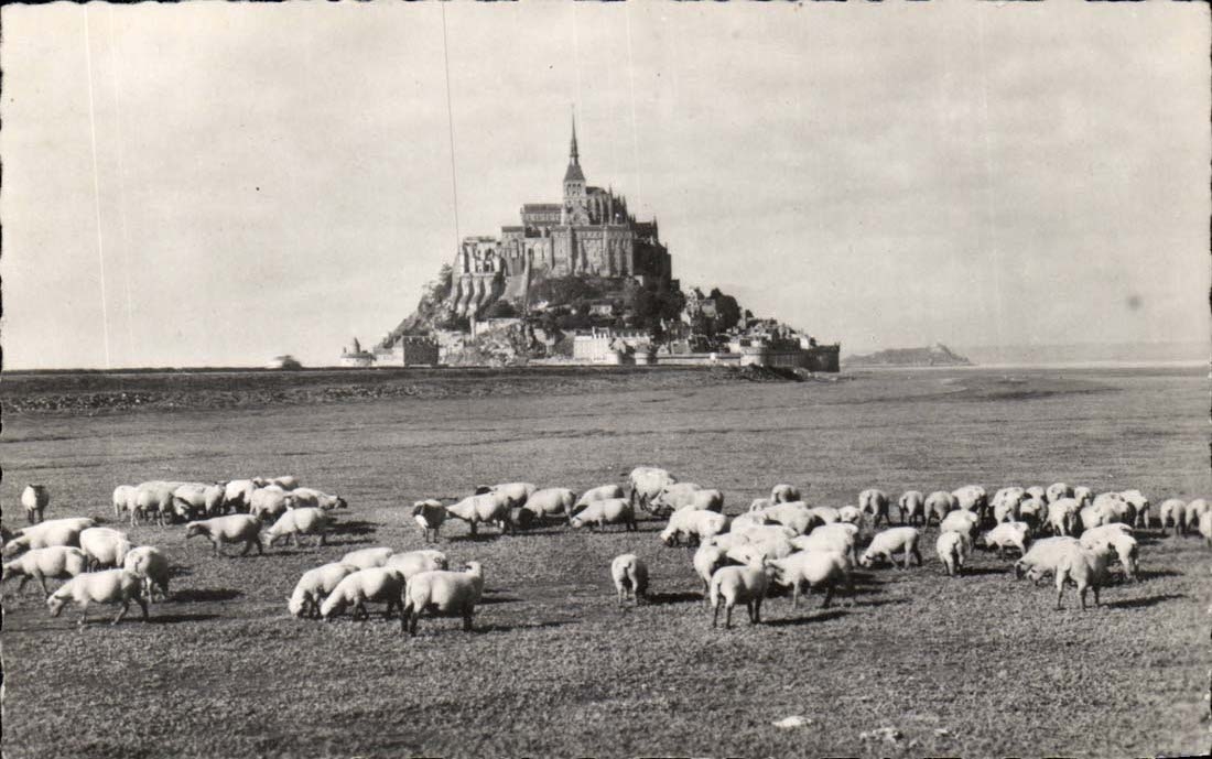 Mont Saint Michel CPA Les pres sales (moutons)
