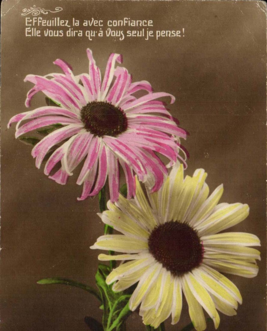 Fantaisie CPA Effeuillez la votre confiance elle vous dira qu a vous seul je pense Fleurs