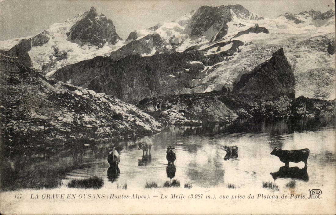 La Grave en Oysans CPA La Meije vue prise du plateau de Paris (vaches)