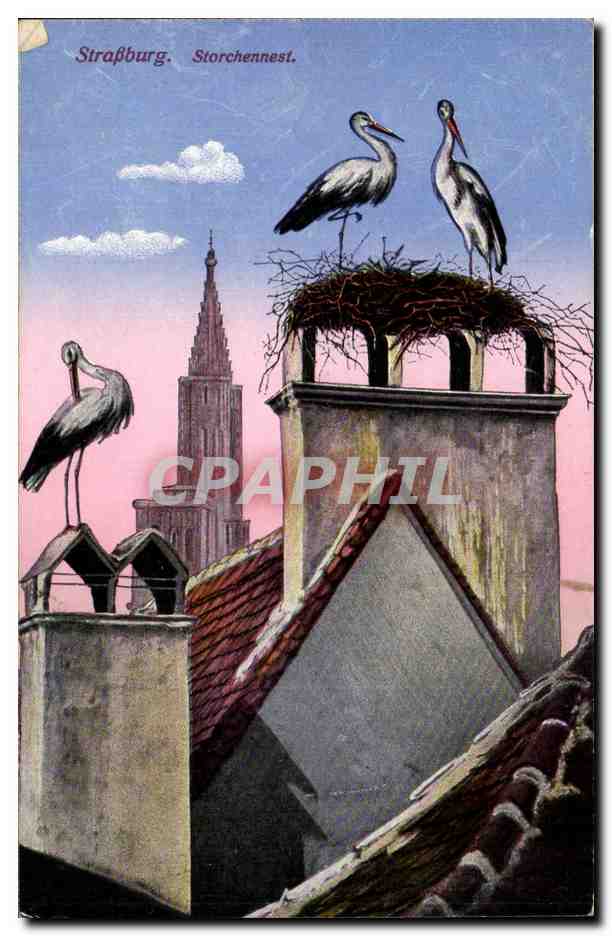 Strassburg CPA Storchennest (cigognes)