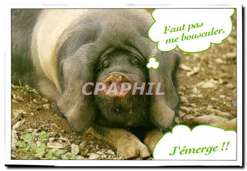 CPM Humour Faut pas me bousculer j'emerge (cochon)