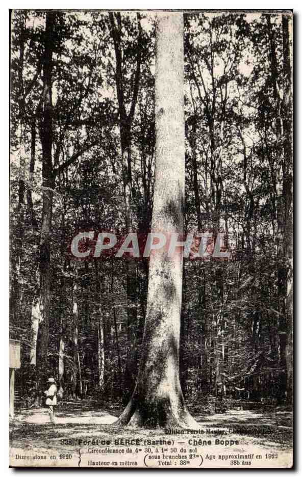 Foret de Berce - Chene Boppe - CPA 