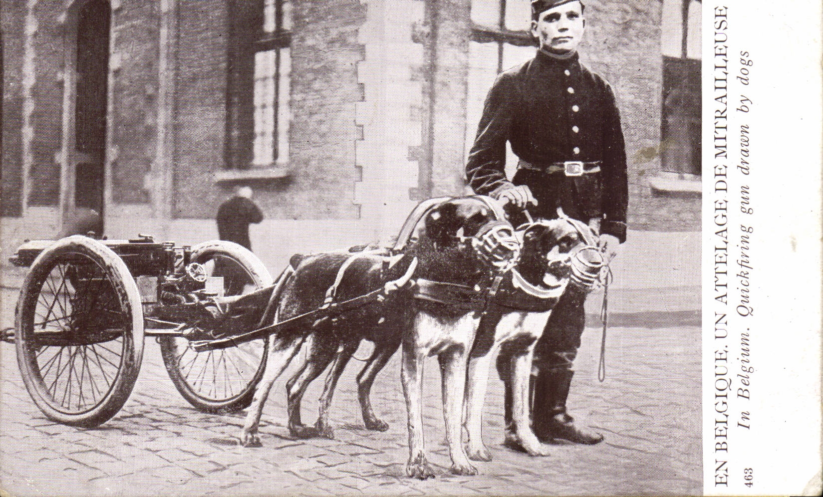 Belgique Belgie Attelage de mitrailleuse Voiture a chien CPA Militaria 
