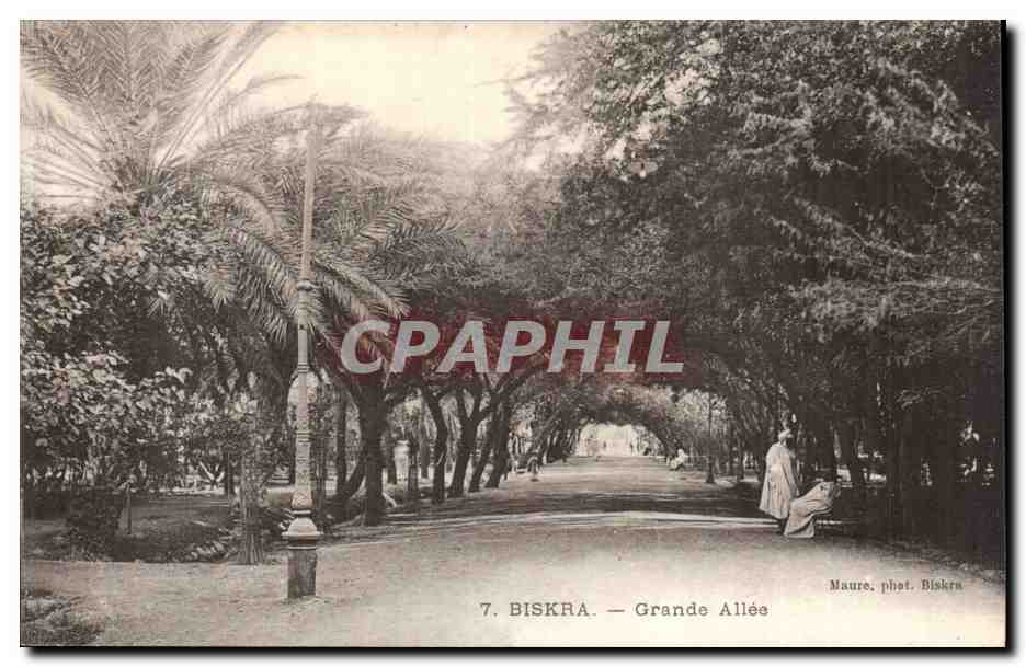 Algerie Biskra CPA Grande allee