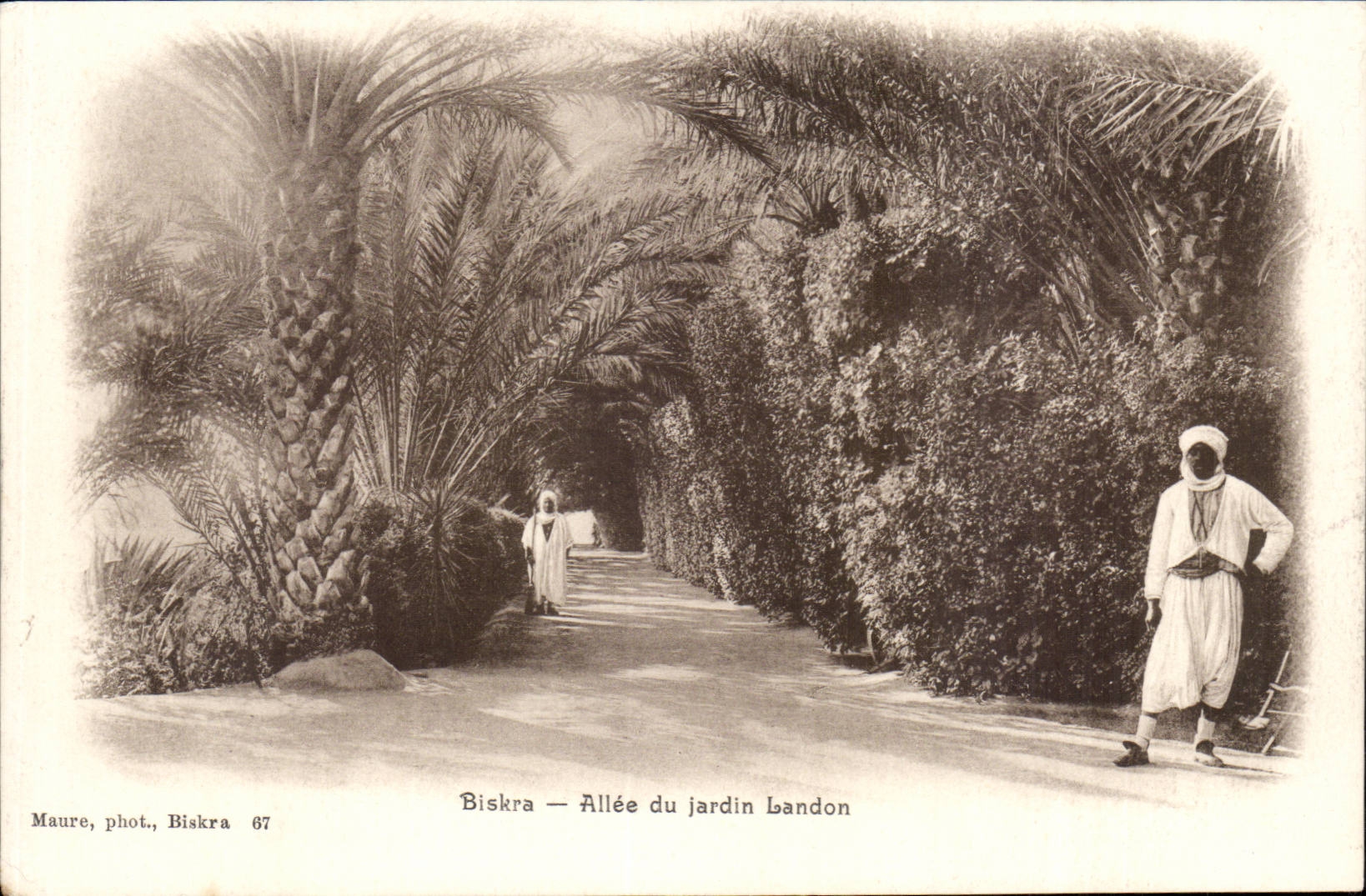 Algerie Biskra CPA Allee du jardin Landon