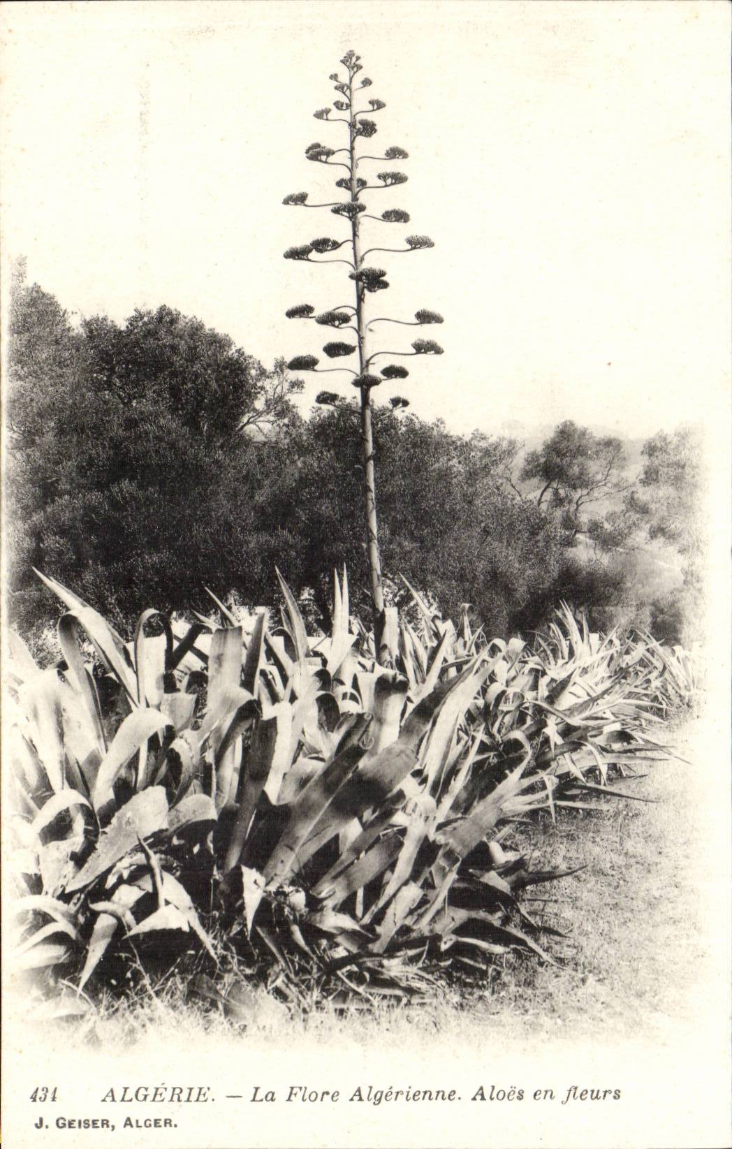 Algerie CPA Flore algerienne Aloes en fleurs