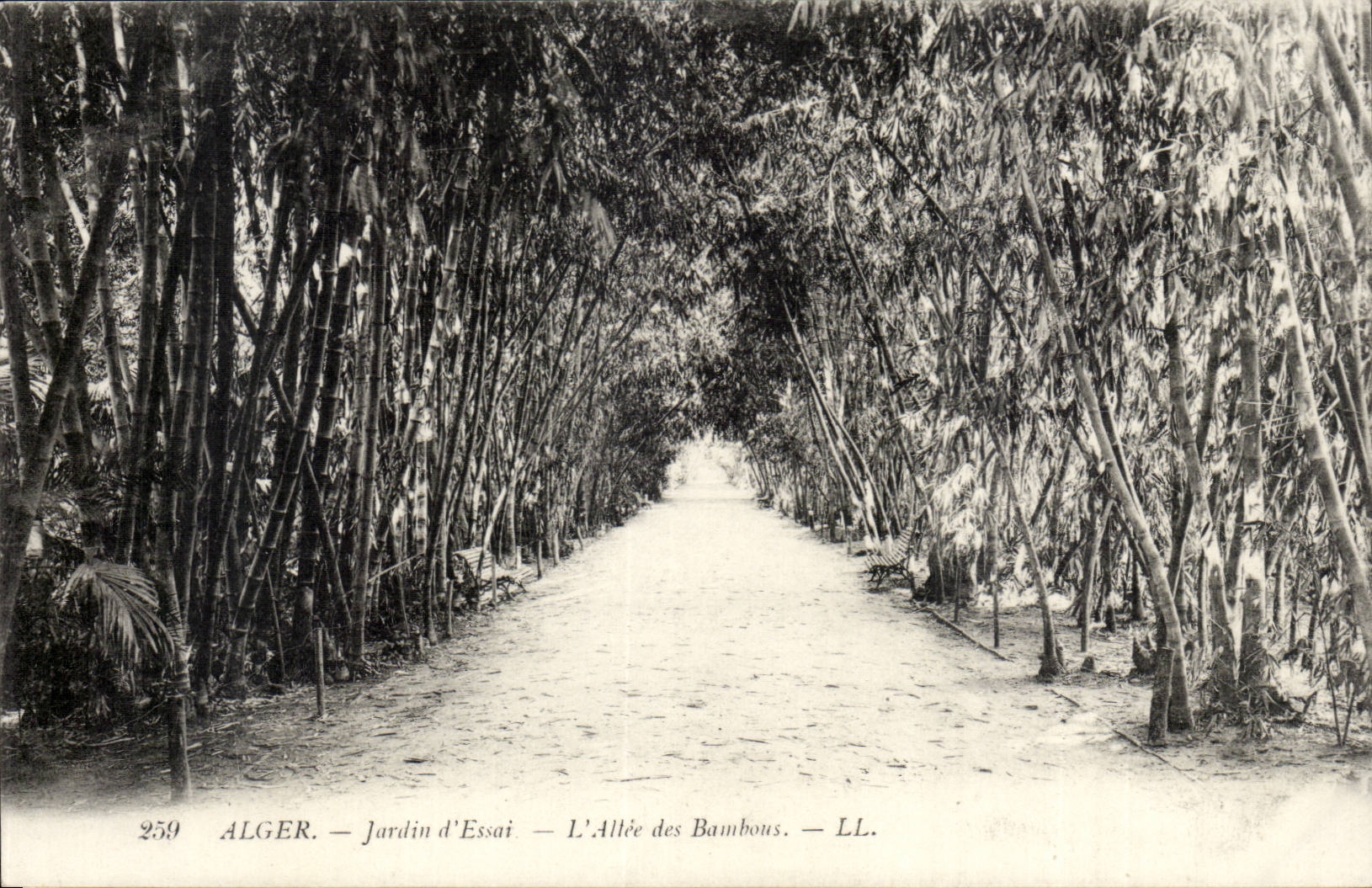 Algerie Alger CPA JArdin d'essai L'allee des bmabous