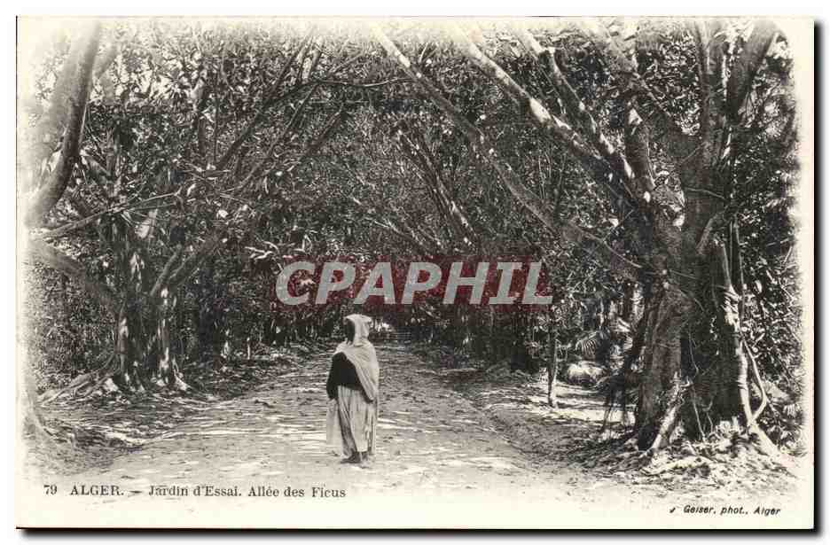 Alger — Jardin d'Essai. Allée des Ficus — Gaizer, phot. Alger