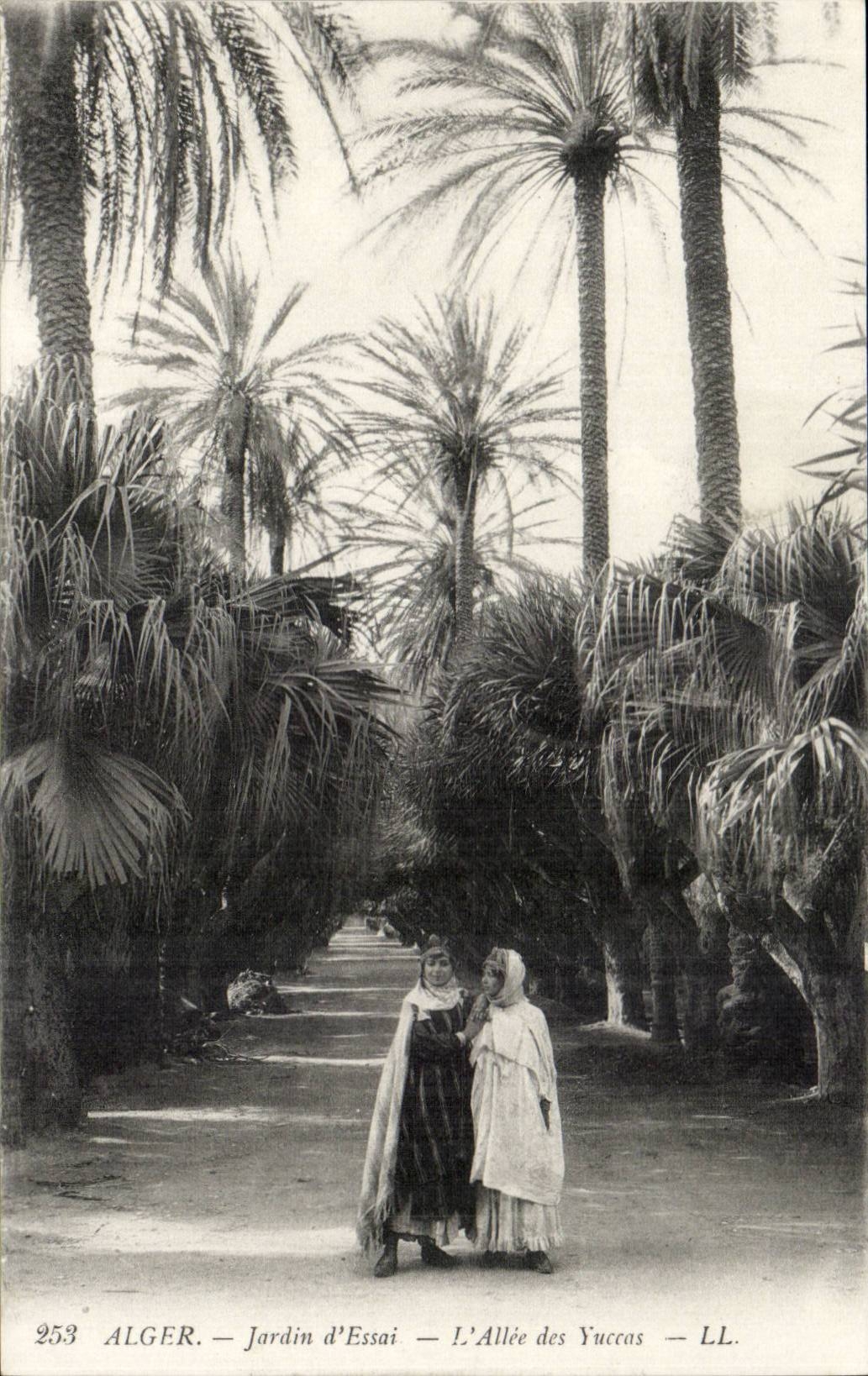 Algéro — Jardin d'Essai — L'Allée des Yuccas — LL. — n° 253