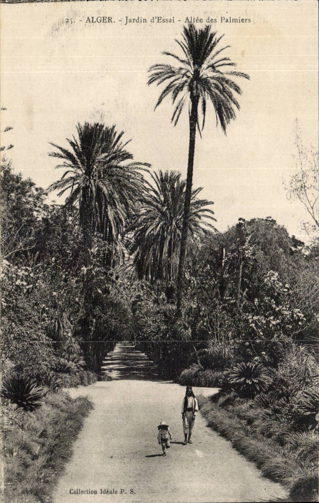 Alger CPA Jardin d'essai Allee des palmiers