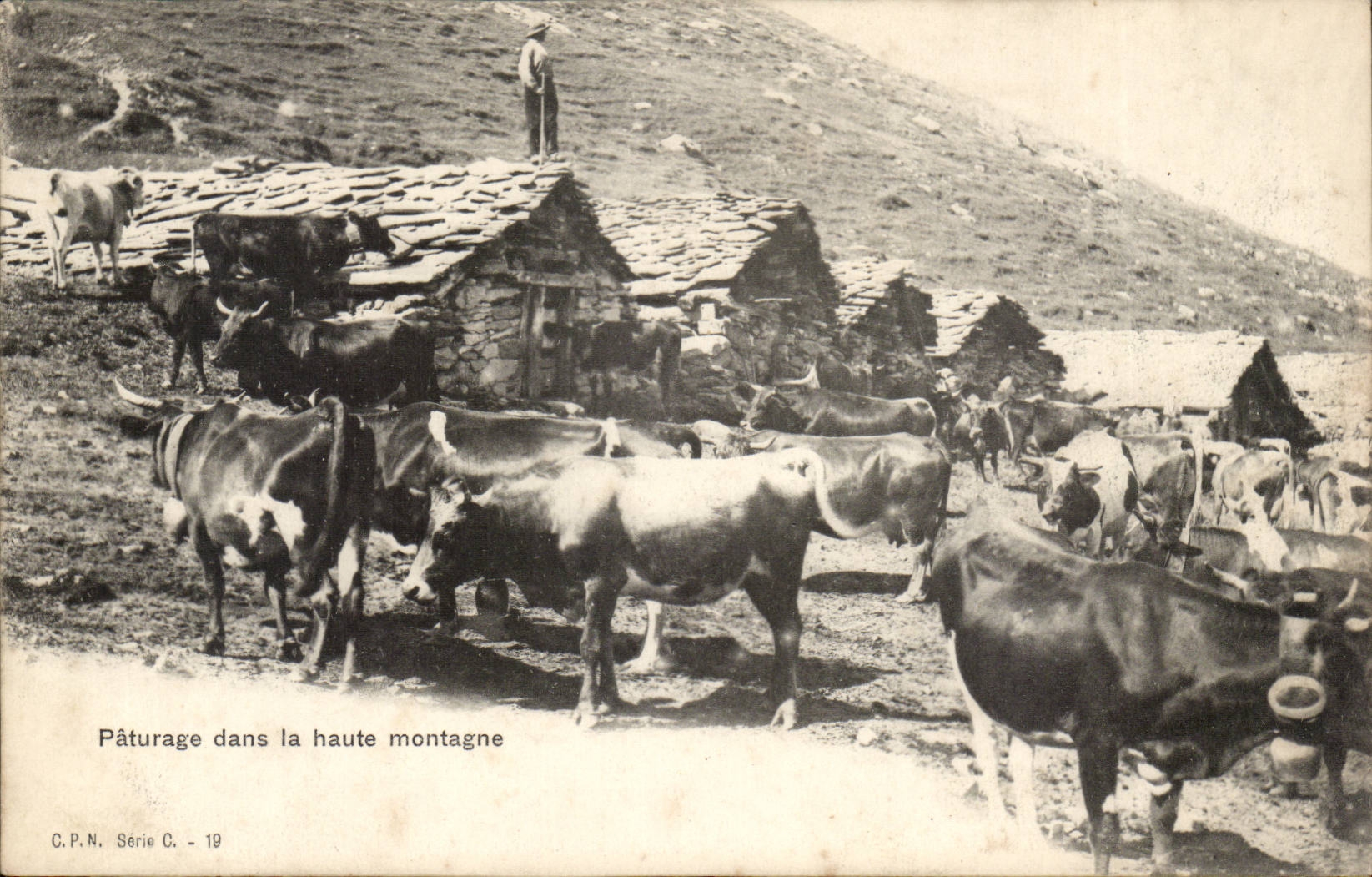 CPA Elevage Paturage dans la haute montagne (vaches)