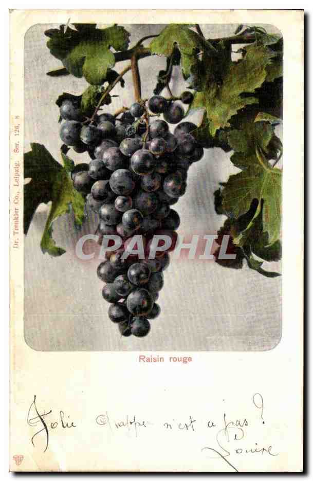 CPA Raisin rouge Agriculture