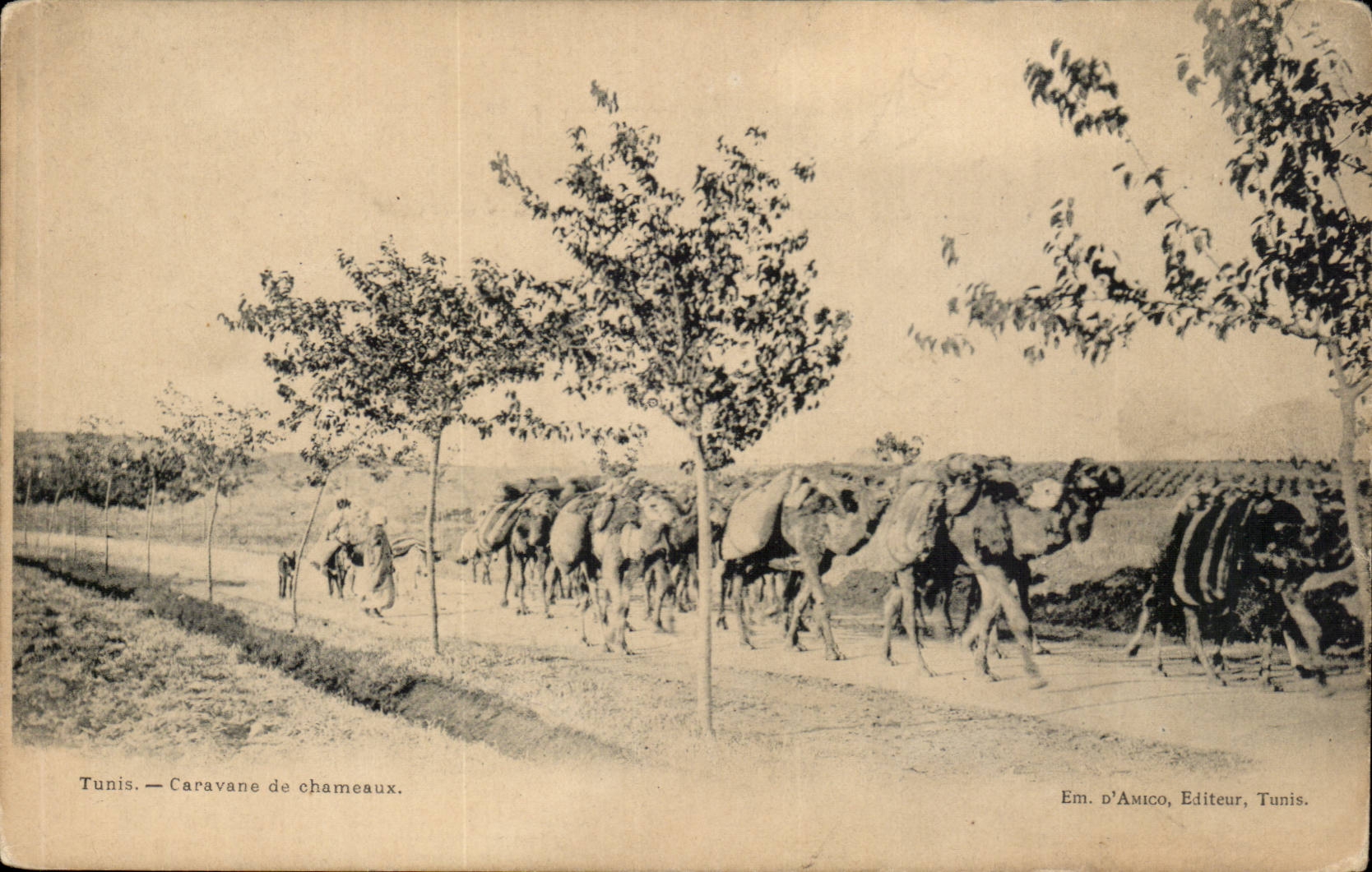 Tunisie Tunis CPA Caravane de chameaux (camel)