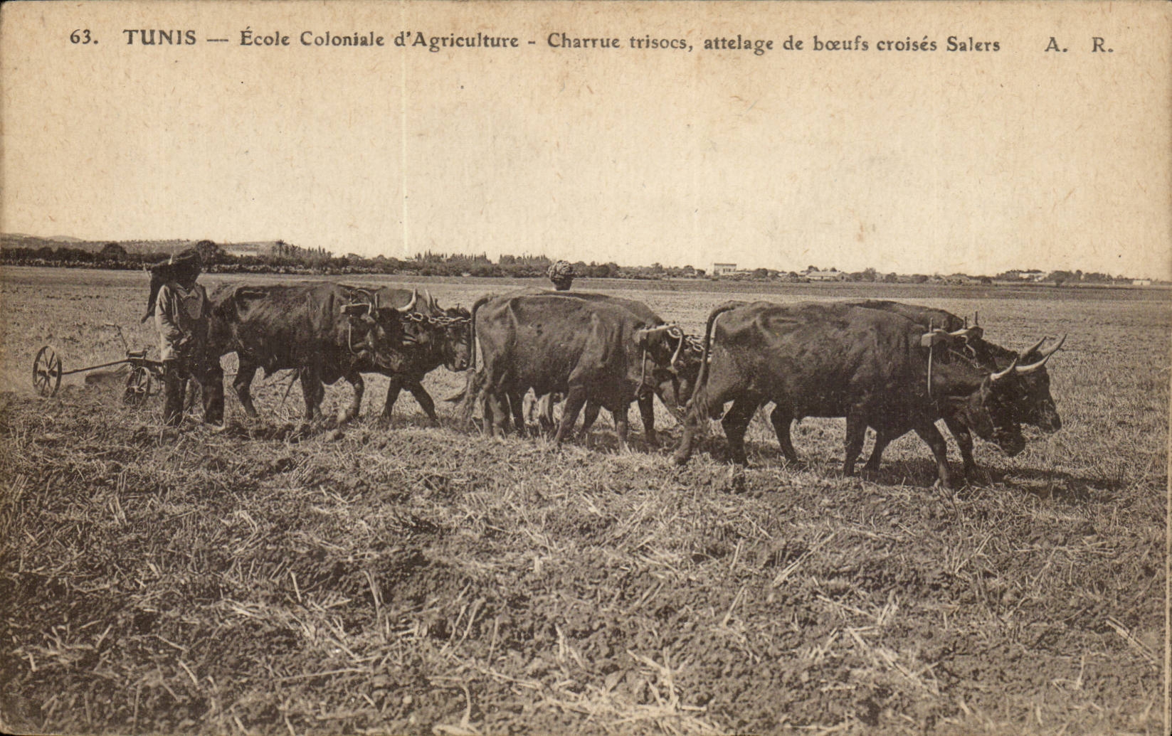 Tunisie Tunis CPA Ecole coloniale d'agriculture Charrue trisocs attelage de boeufs croises Salers