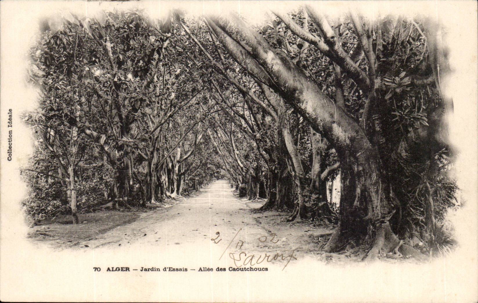 ALGER — Jardin d'Essais — Allée des Caoutchoucs — Collection Idéale n°70