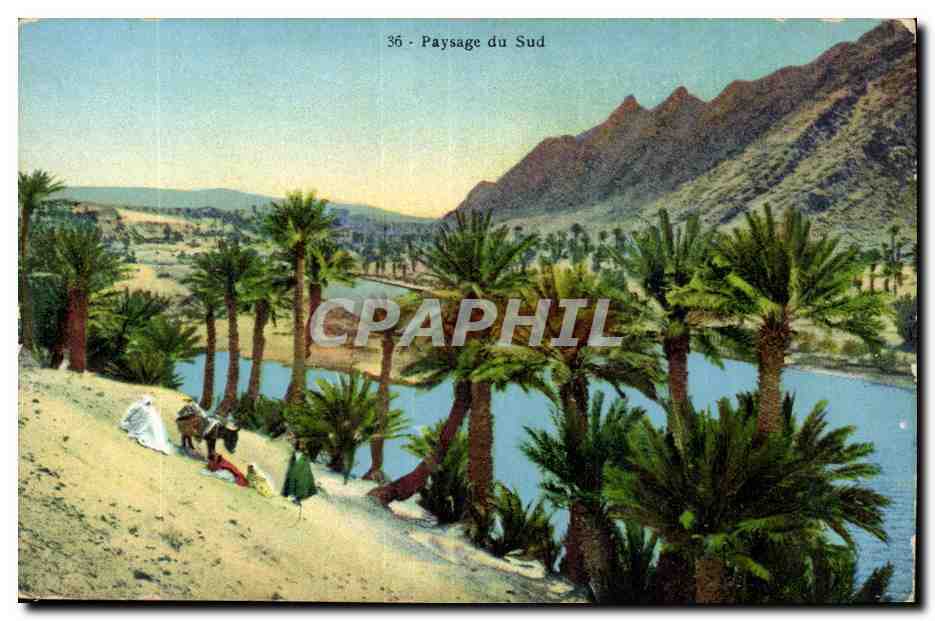 Algerie CPA Paysage du sud (palmiers)