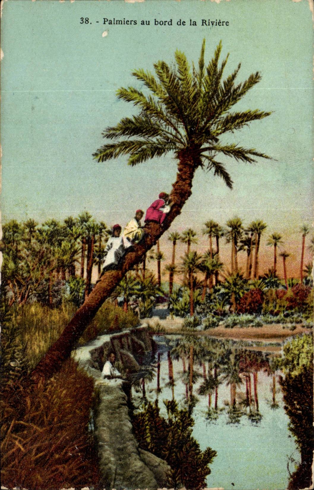 Algerie CPA Palmiers au bord de la riviere